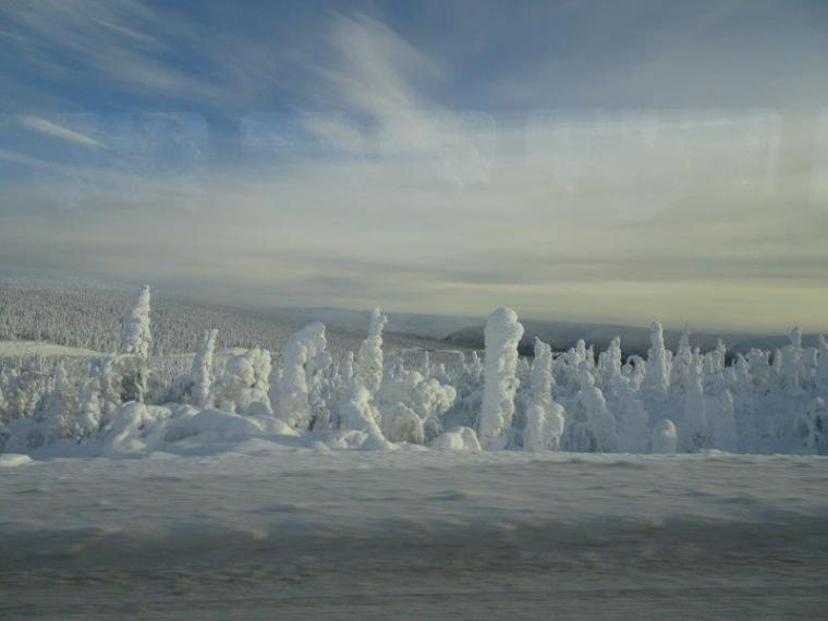 Those trees are cold