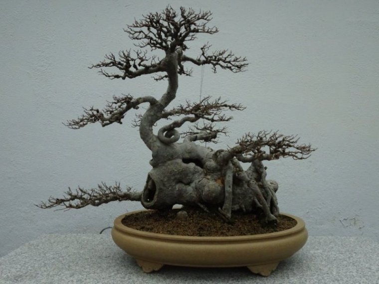Chinese Elm (ulmus parvifolia 110)