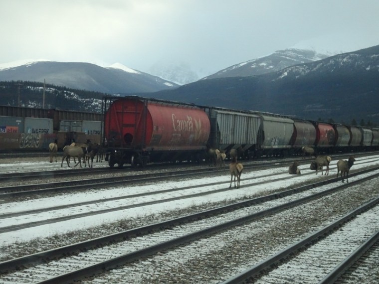 Elk at Jasper