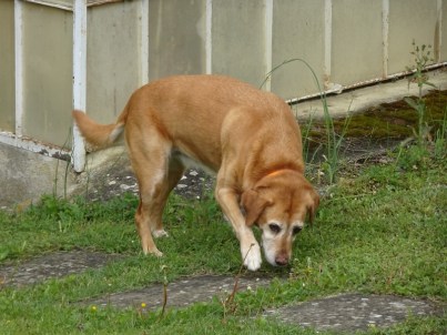 DSC03628 (800x600).jpg