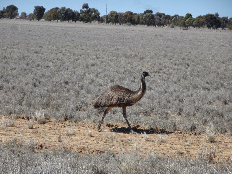 Emu
