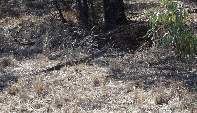 Goanna