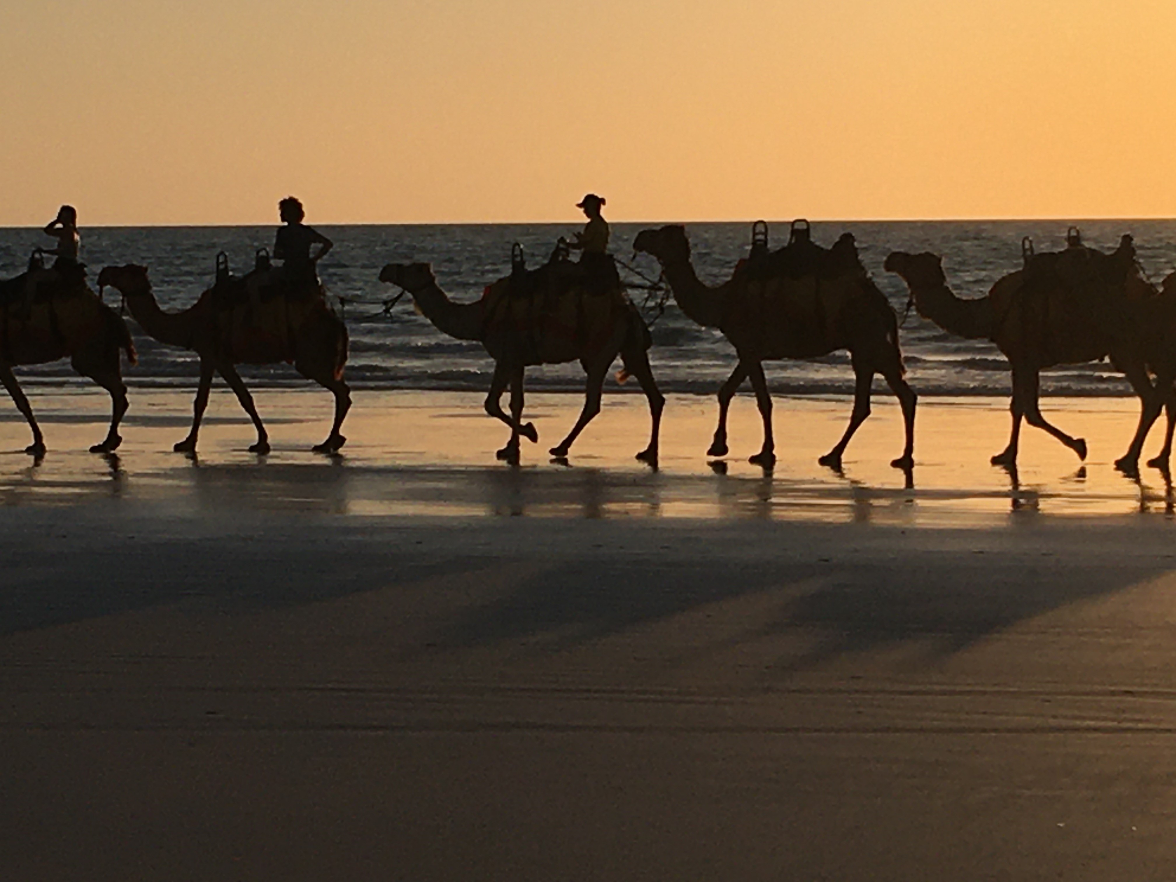 Beach camels