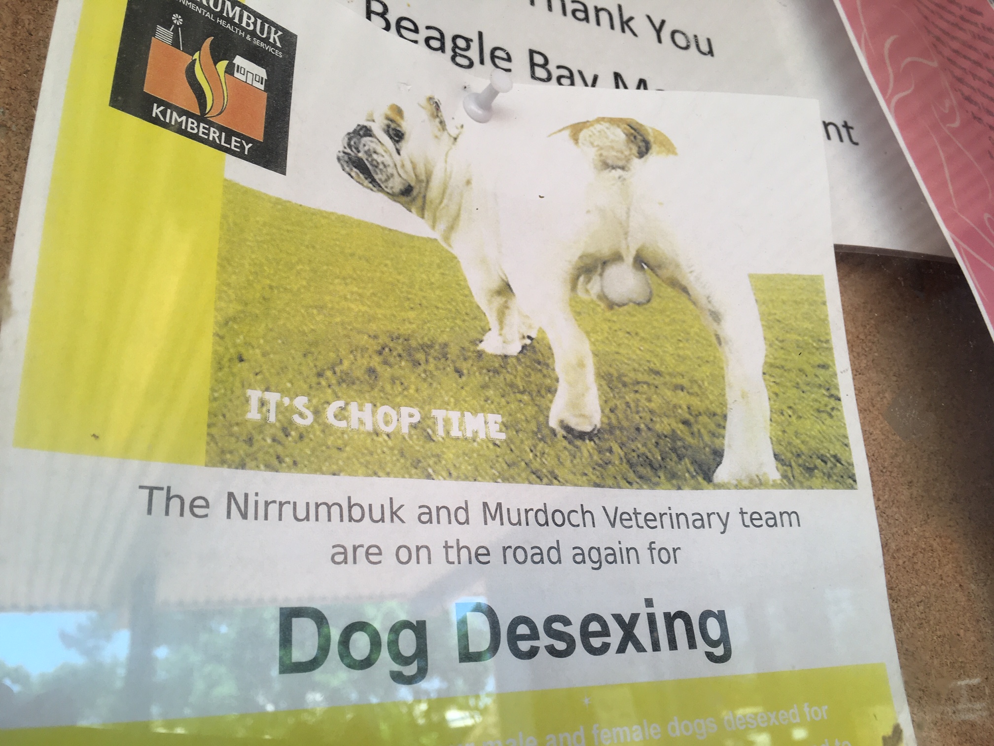 Dog Desexing