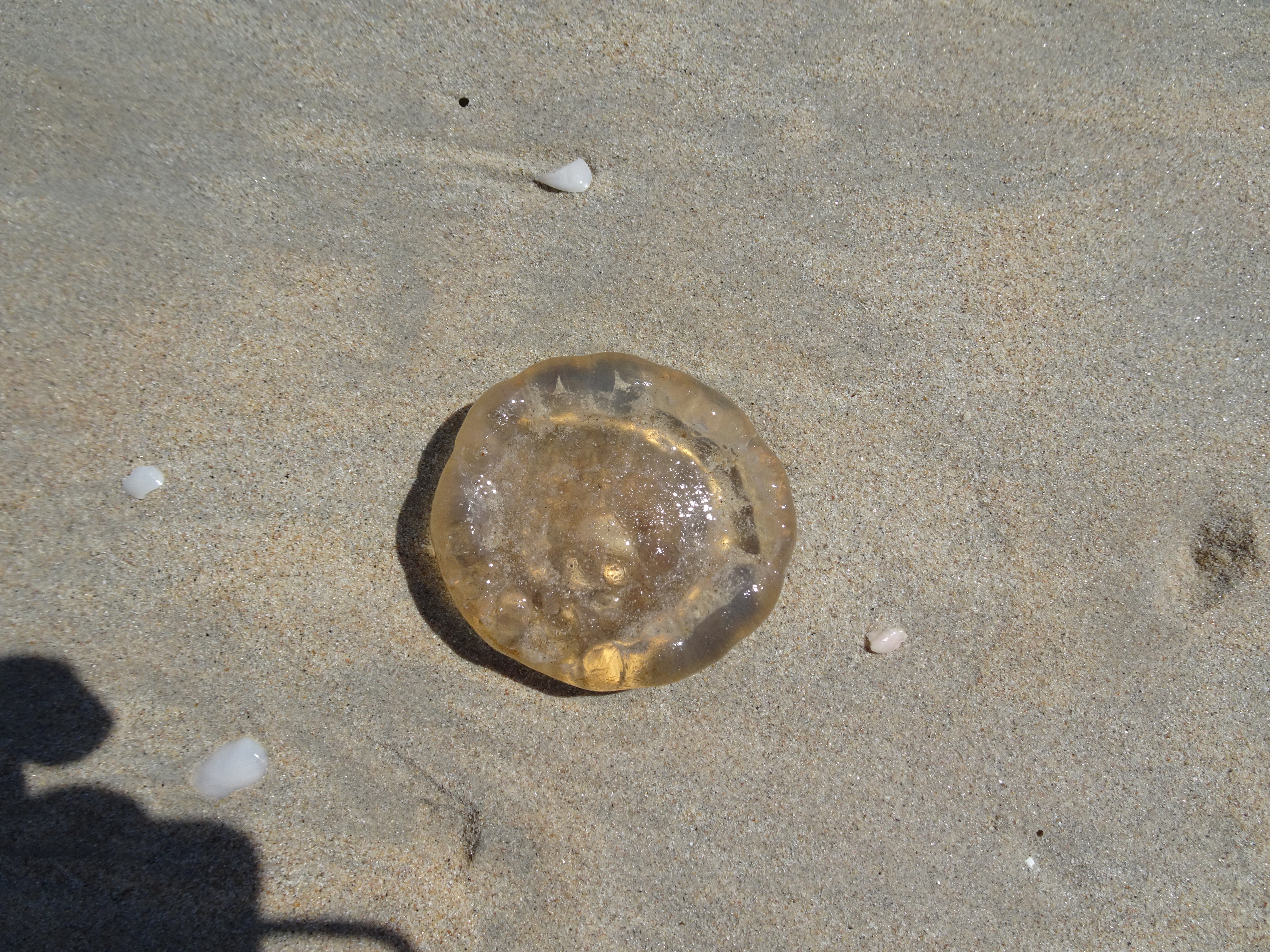 Jellyfish