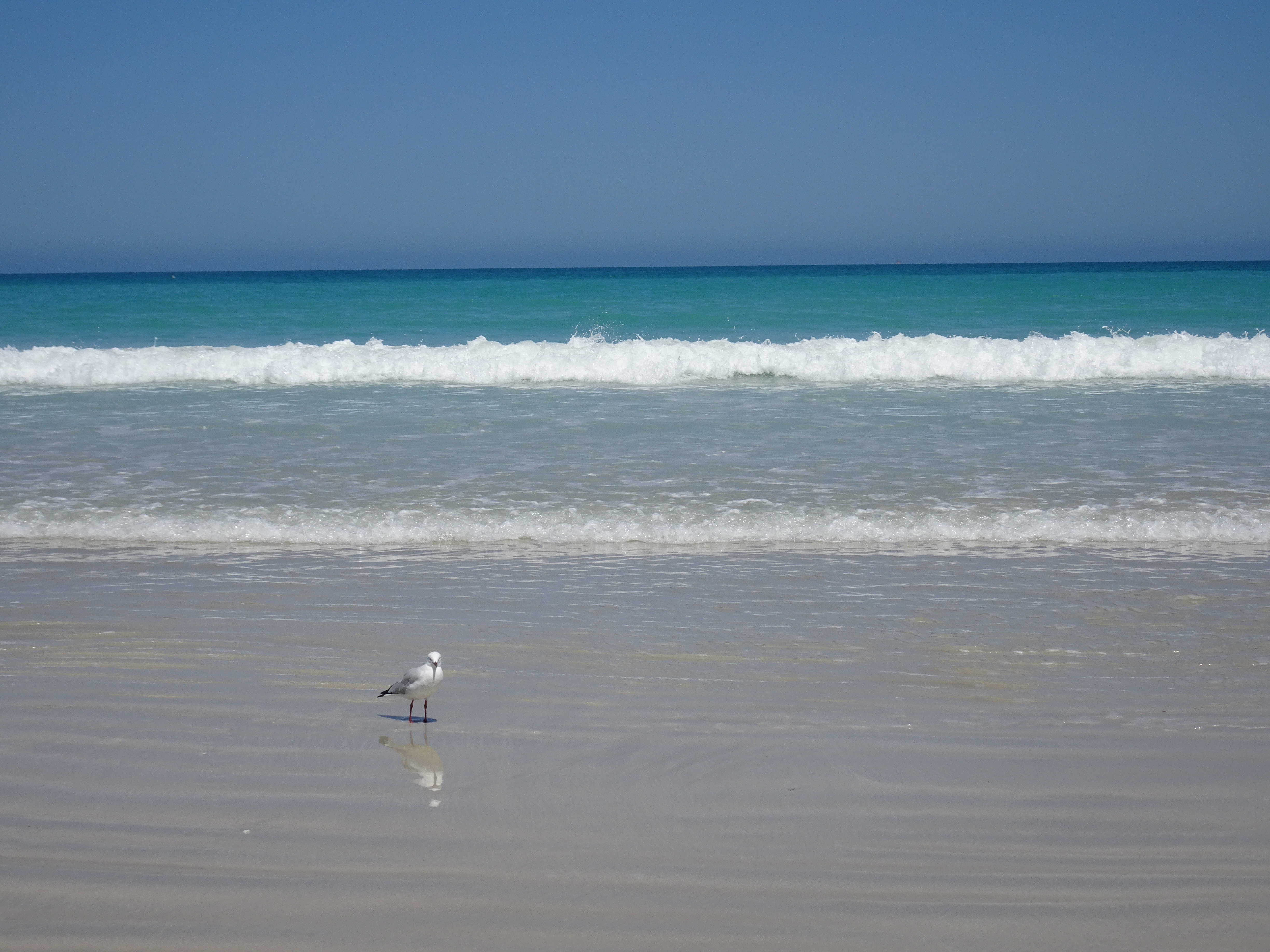 Johnathan Livingstone Seagull