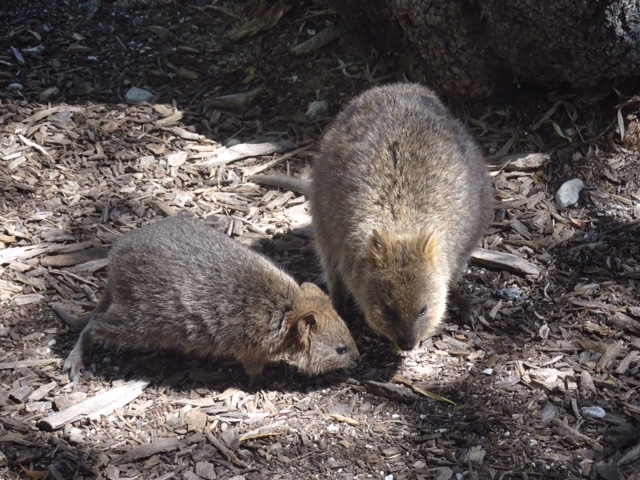 Quokka