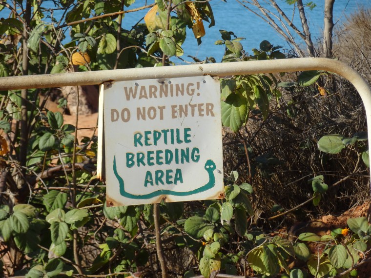 Reptiles