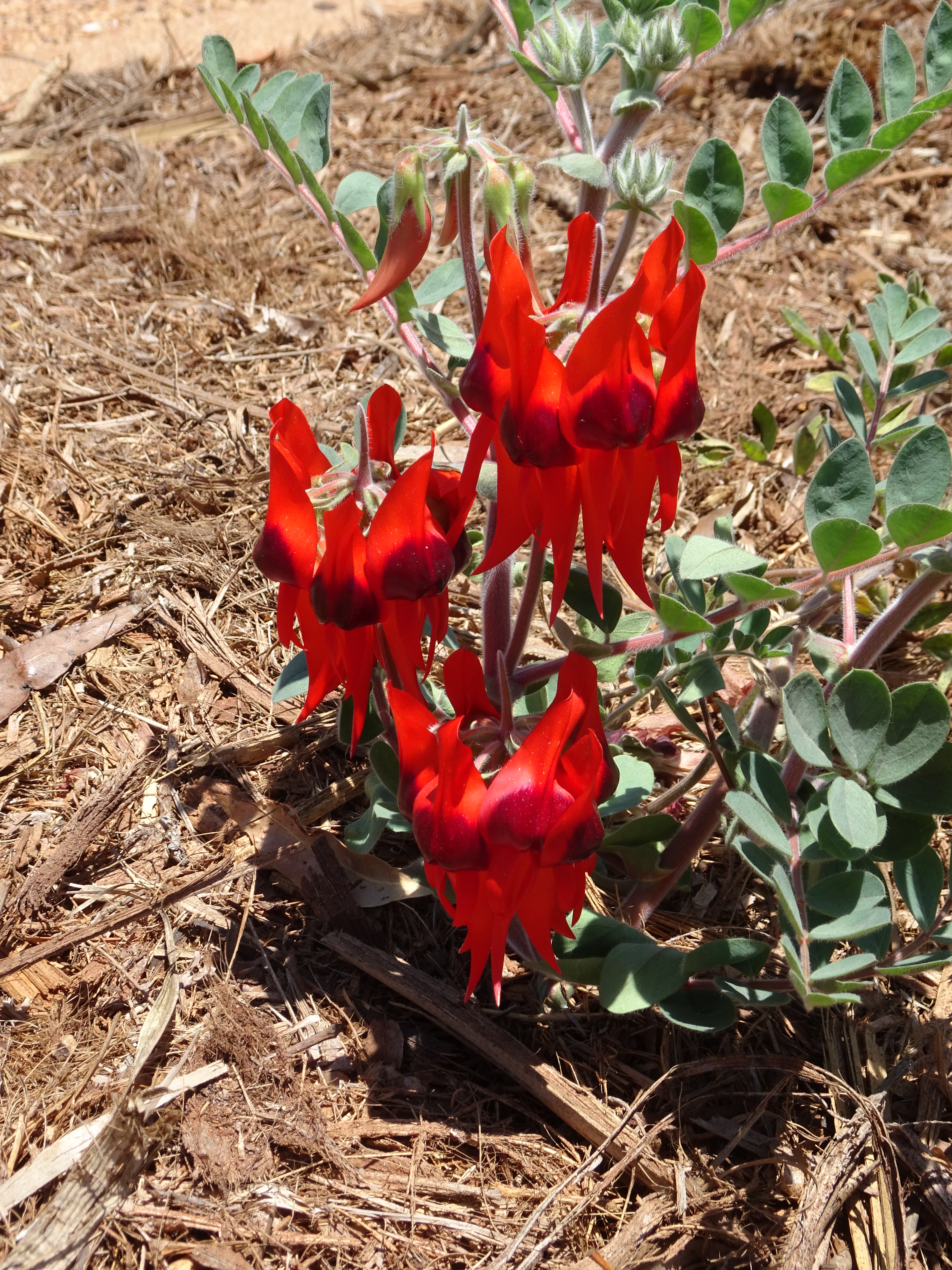 Sturt Desert Pea